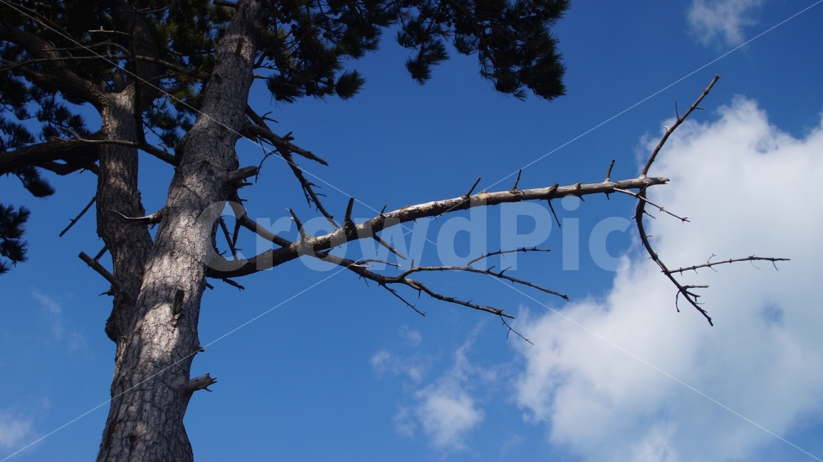 풍경,소나무,하늘,구름,landscape,tree,cloud,sky,SONAMOO,식물,자연,plants,nature,나무,trees,wood