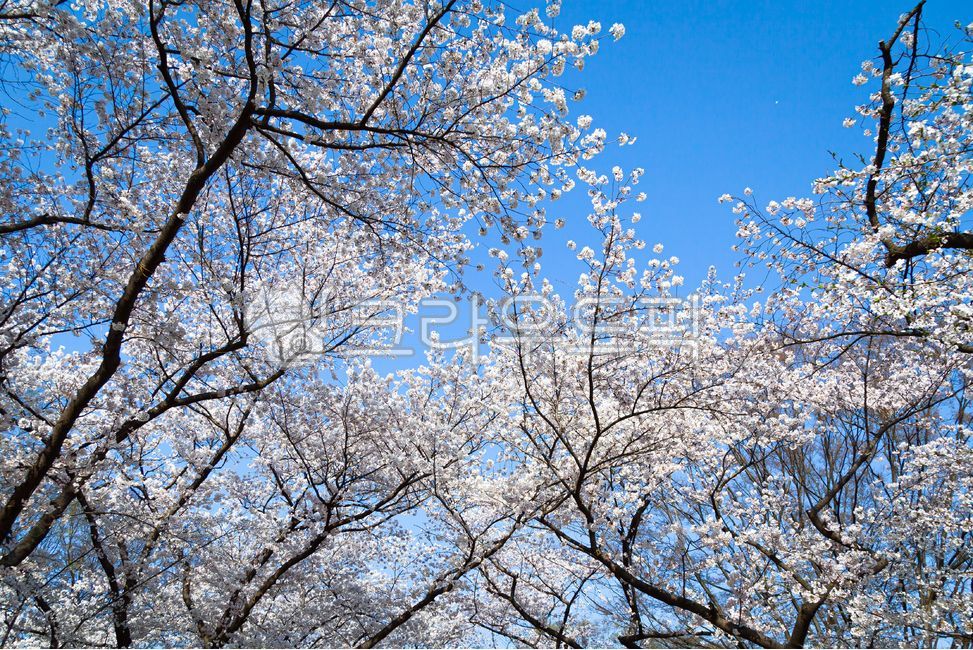 cherry,pink,Cherry Blossom,nature,tree,pure,flower,spring,spring flowers,sight,spring scenery