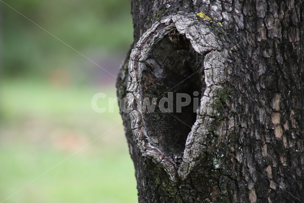 나무,구멍,wood,tree,plant,나무껍질,수피,식물,자연,plants,nature,나무,trees,wood