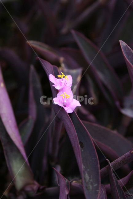 plant,식물,iris,아이리스,blossom,꽃,flower,자연,배경