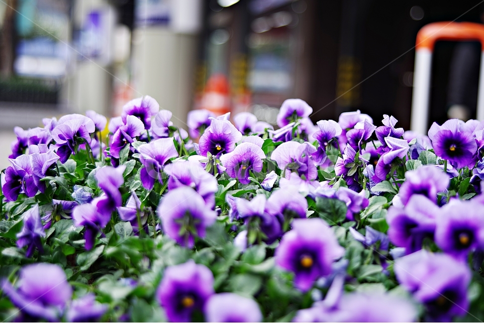 식물,팬지,팬지꽃,보라색꽃,감성사진,꽃,꽃사진,아웃포커싱,여름꽃,여름,식물,자연,plants,nature,꽃,flower