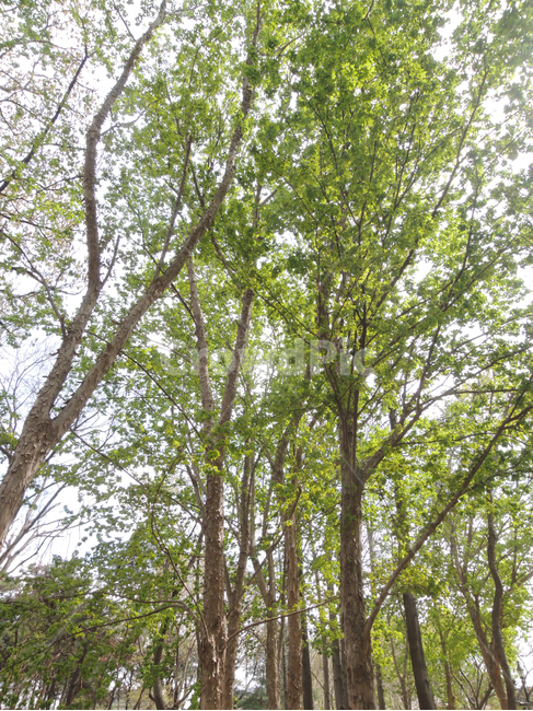 봄,울창한,숲,나무,야외,자연,공원,park,spring,tree,season,nature,green,leaf,natural,outdoor,plant,식물,자연,plants,nature,나무,trees,wood