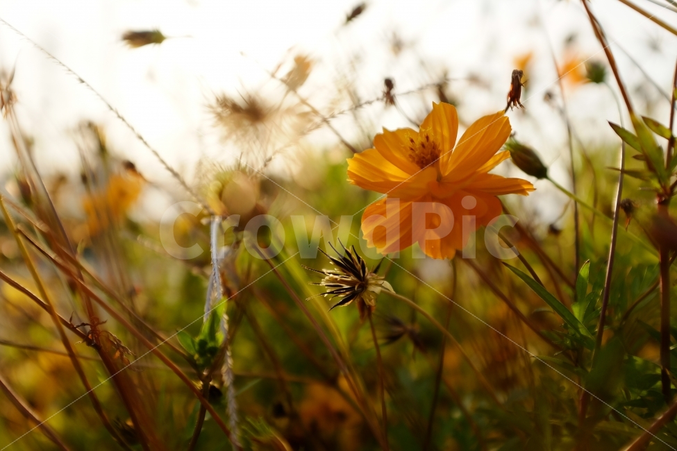 코스모스,꽃,자연,풍경,주황색,가을,계절,fall,autumn,season,식물,자연,plants,nature,꽃,flower,감성,sensible,feeling,plant