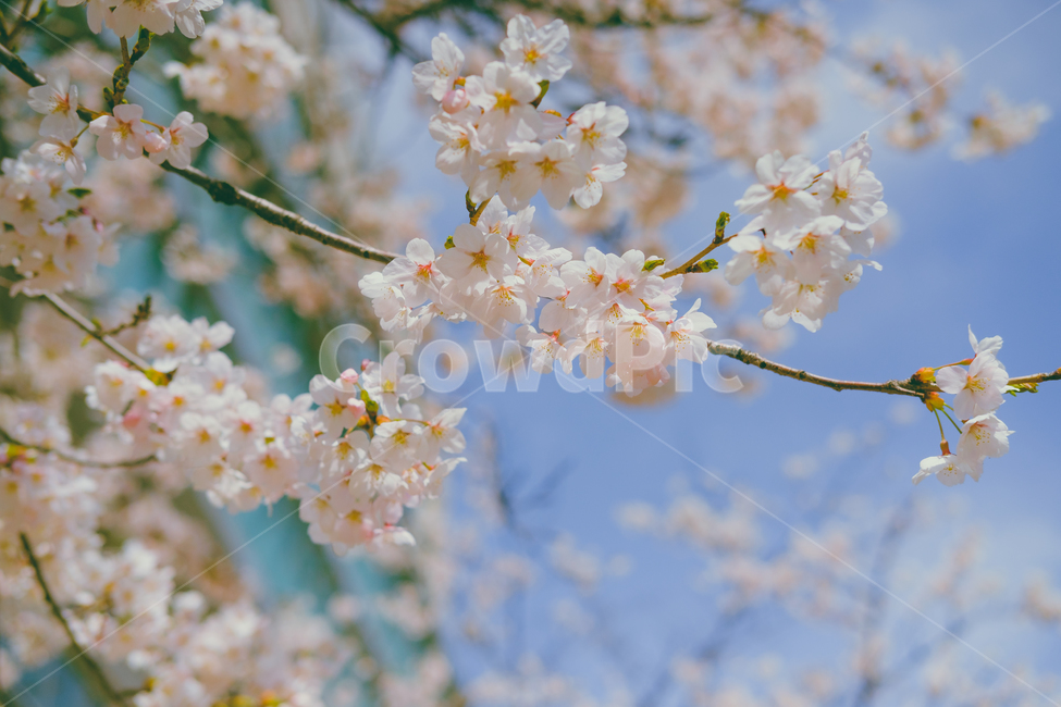 꽃,봄,벚꽃,꽃놀이,4월,cherryblossom,flower,spring