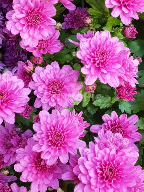 분홍,핫핑크,국화,꽃,자연,힐링,식물,식물,자연,plants,nature,꽃,flower