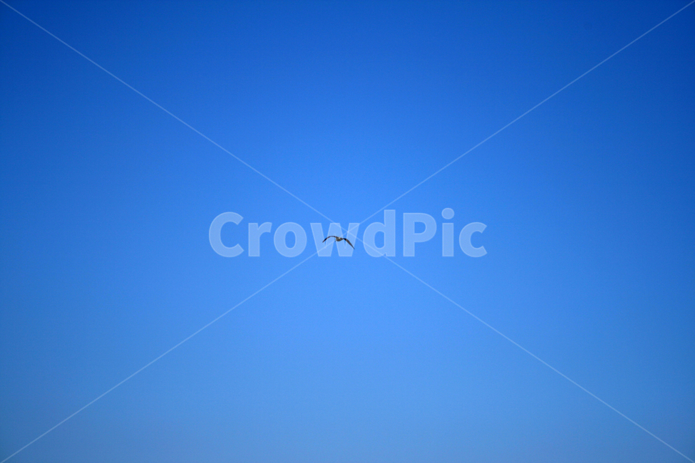 하늘,새,갈매기,조류,sky,동물,animal,조류,새,birds