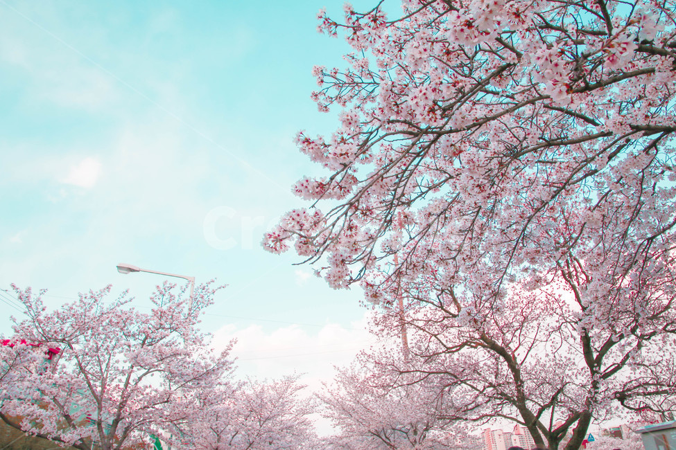 봄,벚꽃,감성사진,자연,계절,spring,꽃,season,금오산,벚꽃길,봄,계절,spring,season,꽃,flower,plant,식물,blossom,cherry blossom