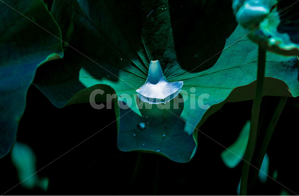 문양,무늬,연잎,꽃잎,낙화,식물,자연,plants,nature