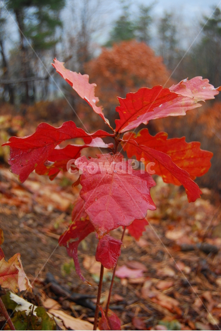 객산,자연,공원,가을,휴양림,가을,계절,fall,autumn,season,식물,자연,plants,nature,plant,leaf,잎,tree,나무,maple,단풍