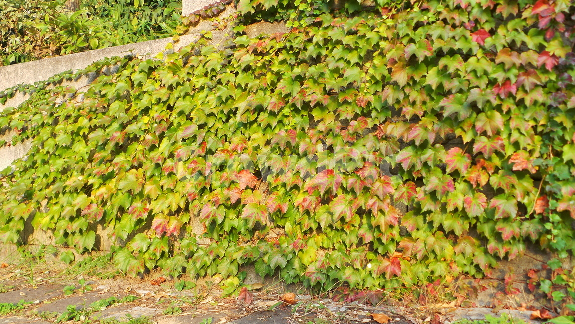 식물,잎,담쟁이,넝쿨,담쟁이넝쿨,leaf,나뭇잎,자연배경,가을,계절,fall,autumn,season,plant