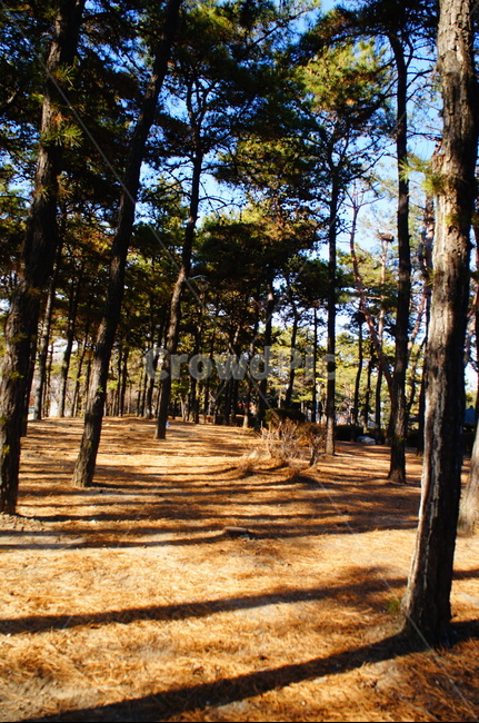 나무,산책,그림자,숲,공원,자연,풍경,nature,landscape,식물,plants,나무,trees,wood,tree,plant,tree trunk,나무 줄기