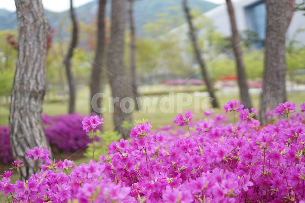 영산홍,나무,봄,풍경,꽃,핑크,봄,계절,spring,season,식물,자연,plants,nature,꽃,flower,나무,trees,wood,geranium,제라늄,plant,blossom