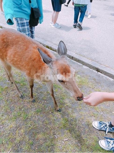사슴,나라공원,풀밭,긴테츠,deer,동물,animal,포유류,mammal