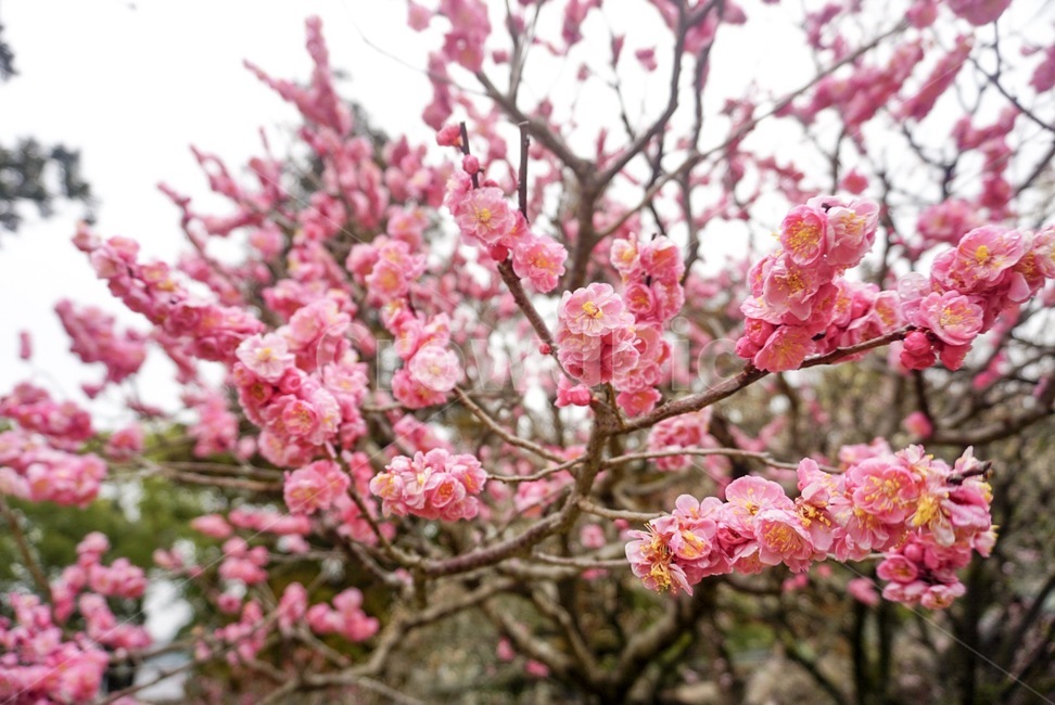 매화,꽃,봄,나무,홍매화,봄,계절,spring,season,식물,자연,plants,nature,꽃,flower,plant,blossom