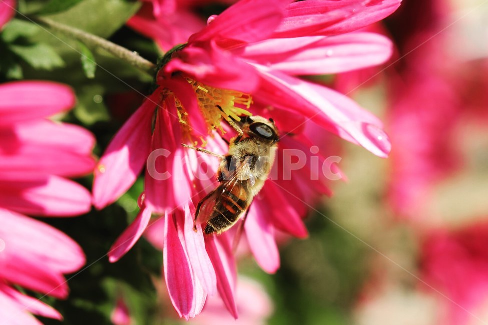 꽃,벌,곤충,이슬,자연,정원,식물,자연,plants,nature,꽃,flower,동물,animal,곤충,벌레,insect,bug