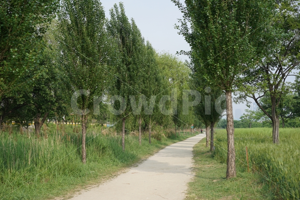 이촌한강공원,나무,초록,길,가로수,공원,자연,한국,산책로,풍경,자연,풍경,nature,landscape,한국자연풍경,한국자연경관,korea nature landscape,식물,plants,나무,trees,wood,plant,tree