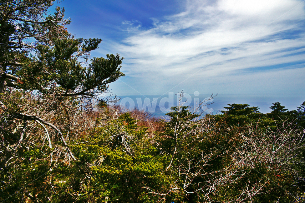 숲,나무,한라산,한라산국립공원,제주도,자연,푸른하늘