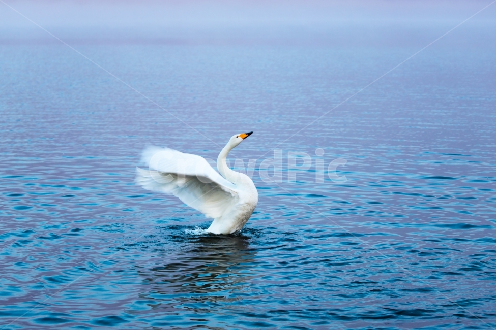 고니,백조,자연,풍경,조류,겨울철새,날개짓,동물,animal,조류,새,birds