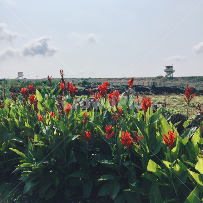 plant,식물,꽃,flower,green,redflower,outdoors