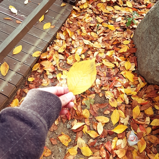 잎,leaf,낙엽,가을,fallenleaves,fall,autumn,바닥,ground