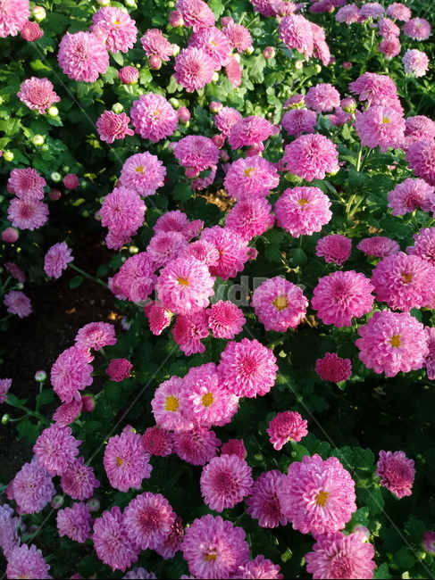 국화,꽃,plant,식물,flower,다년생초본식물,오상고절,관상식물,소국,식물,자연,plants,nature,꽃,flower