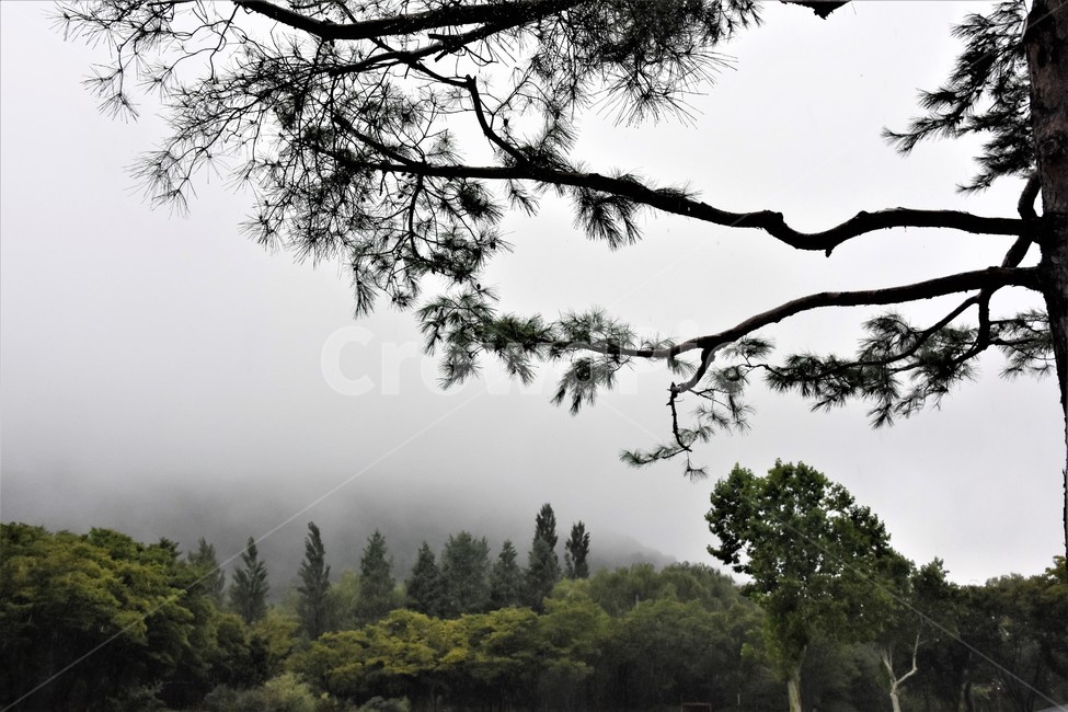 소나무,흐린날,흐린하늘,나무,잿빛하늘,자연,풍경,nature,landscape,tree,plant,식물