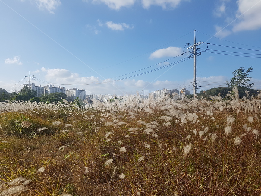 풍경,갈대,공원,전봇대,하늘,구름