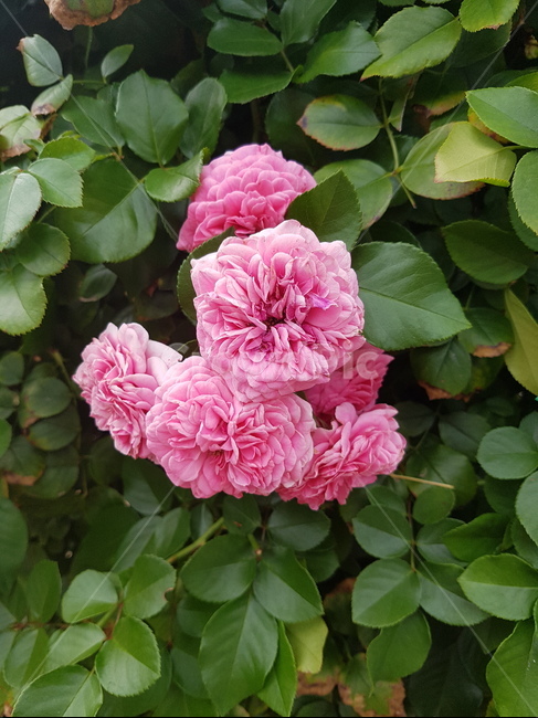 꽃,분홍꽃,식물,자연,봄,감성,꽃잎,flower,nature,힐링,휴식,rest,heeling