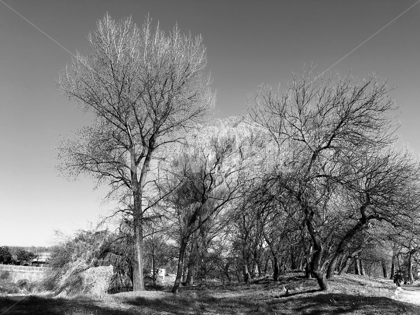 nature,자연,공원,흑백,나무