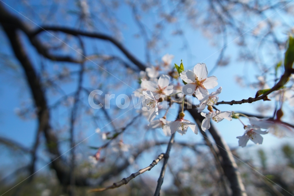 벚꽃,봄,cherryblossom,꽃,봄꽃,꽃나무,나무,식물