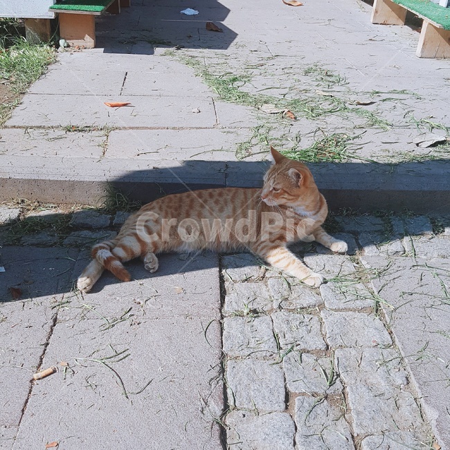 cat,고양이,동물,animal,길