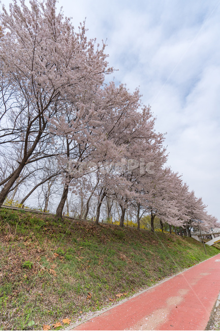 자연,natural,하늘,sky,구름,cloud,양재천,벚꽃,식물,plant,cherryblossom,물,water,푸릇,봄,spring,천,봄,계절,spring,season,자연,풍경,nature,landscape
