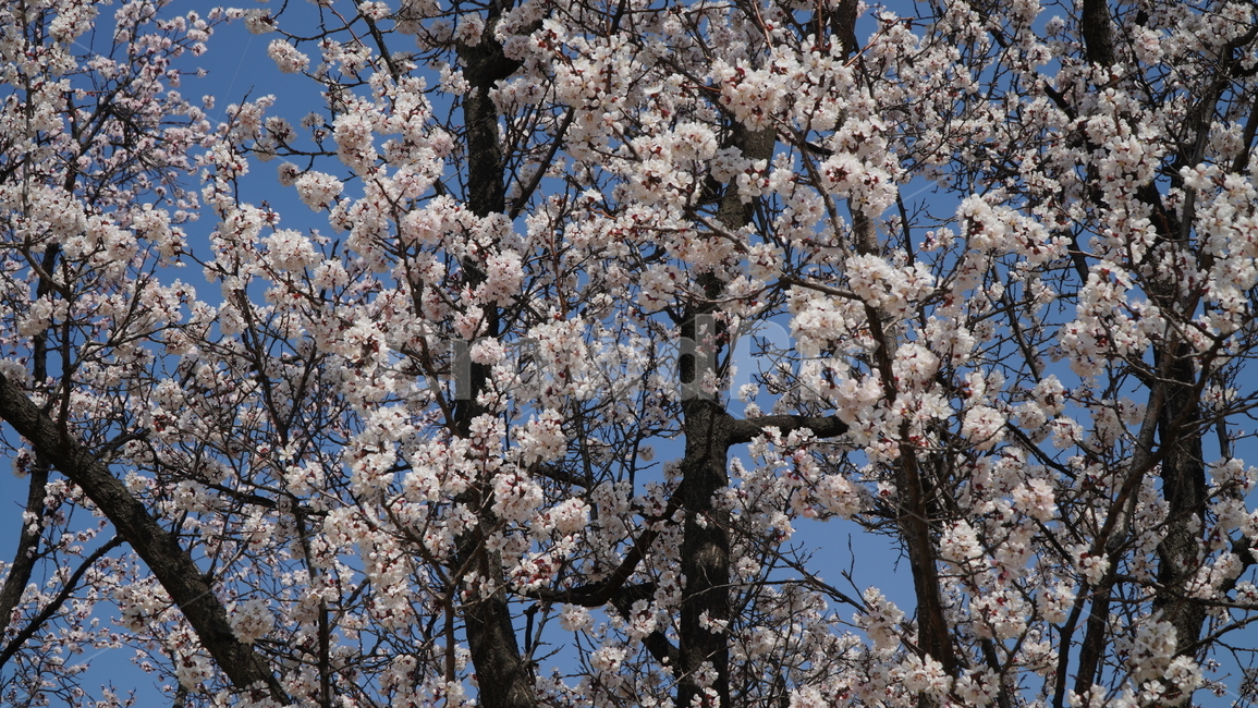 plant,식물,flower,blossom,꽃
