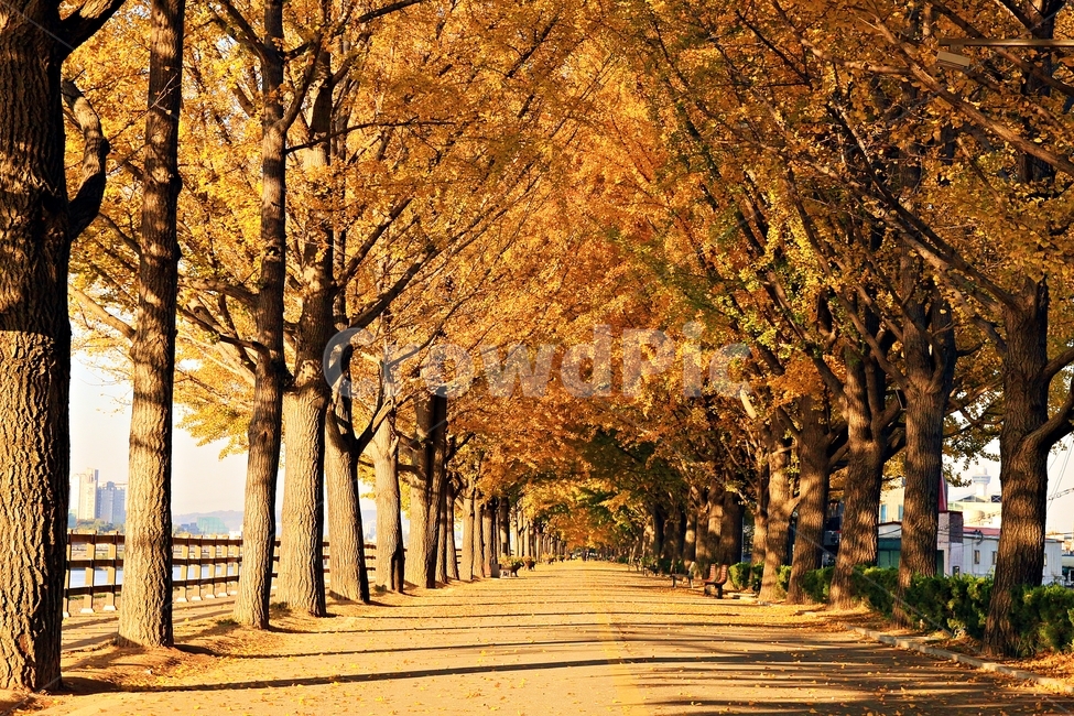 가을,은행나무,은행나무길,충남아산시,낙엽,가을,계절,fall,autumn,season