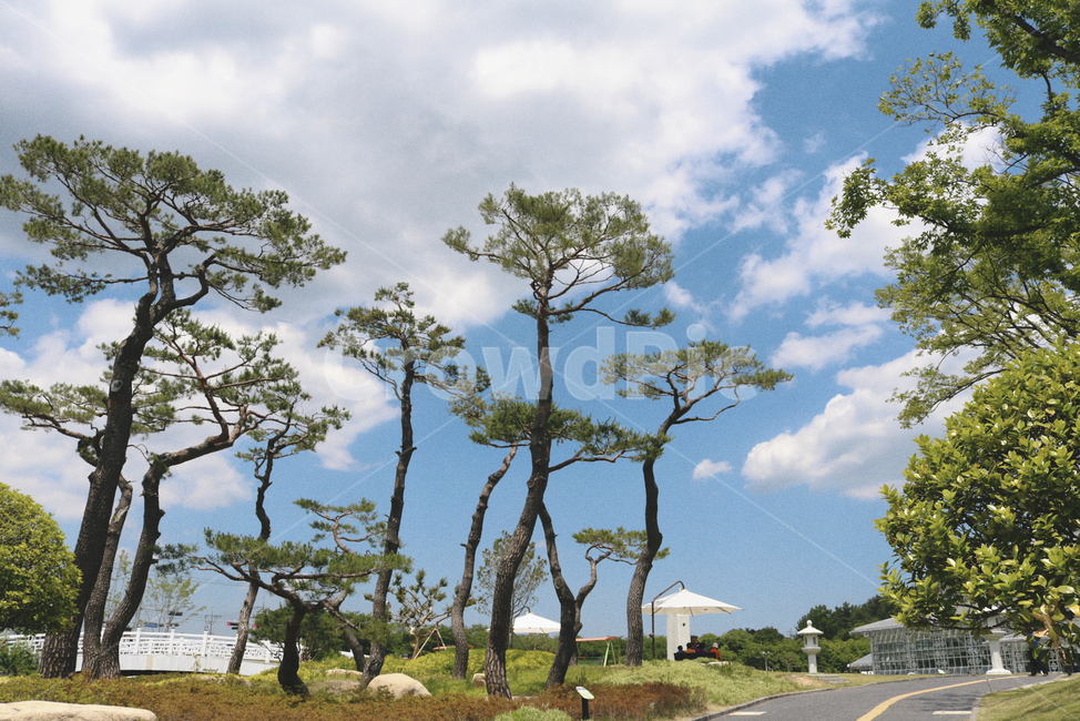 경주,동궁원,식물원,식물,관광지,자연,풍경,nature,landscape,outdoors,옥외,tree,나무,plant,road,도로