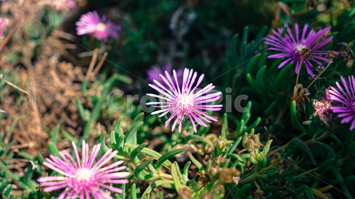 꽃,식물,봄,분위기,들꽃,식물,자연,plants,nature,꽃,flower
