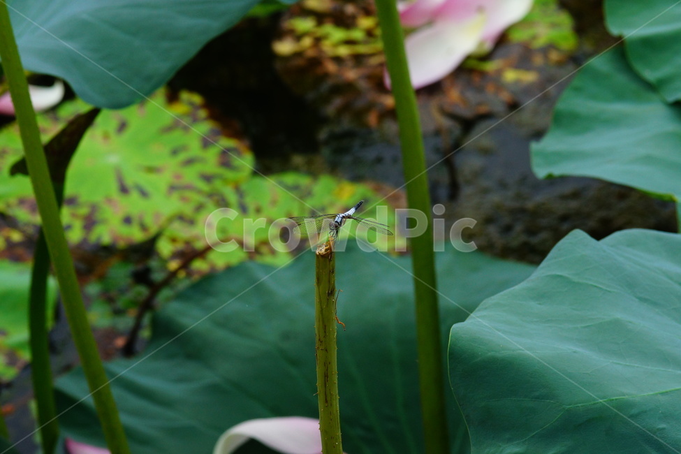 flower,plant,식물,blossom,pondlily,연꽃,연못백합,lily,꽃,잠자리,식물,자연,plants,nature