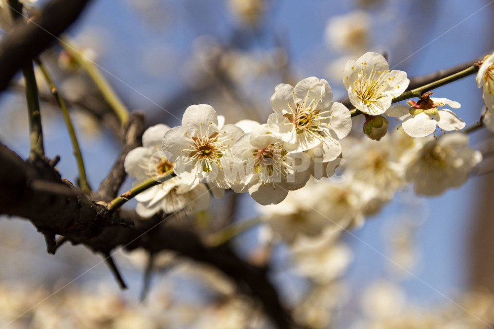 매화,매화꽃,백매화,plumblossom,whiteplumblossom,봄꽃,식물,plant,봄,계절,spring,season