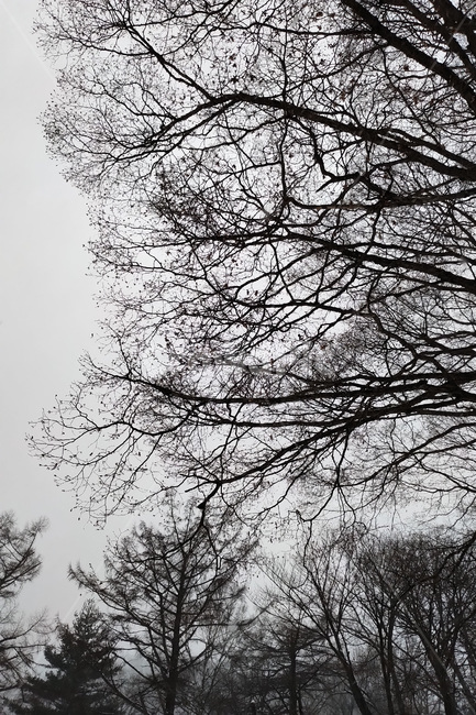자연,나무,눈,nature,tree,snow,흑백,모노톤,monochrome,black and white