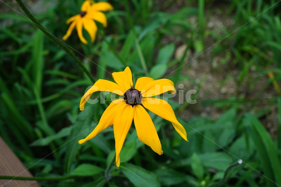 루드베키아,plant,식물,flower,꽃,노랑,식물,자연,plants,nature,꽃,flower