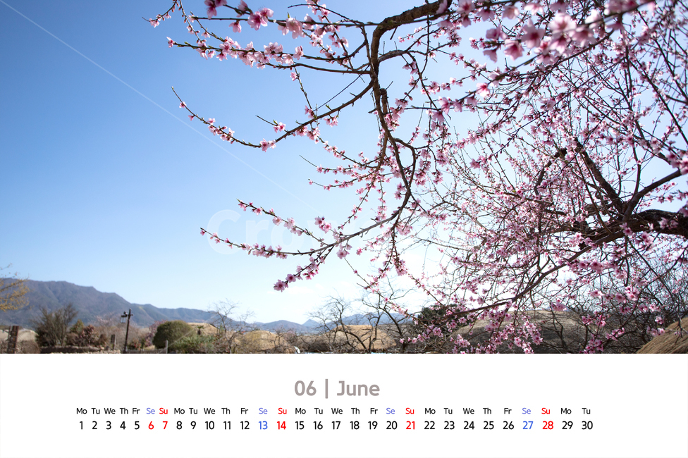 달력,2020년도,2020,날짜,요일,공휴일,월,화,수,목,금,토,일,1주간,일주일,주일,카렌다,6월,꽃,배경,복사꽃,복숭아,분홍,봄,담장,돌,돌담장,초가,이엉,나무,산,하늘,햇살,밭,식물,자연,plants,nature,꽃,flower