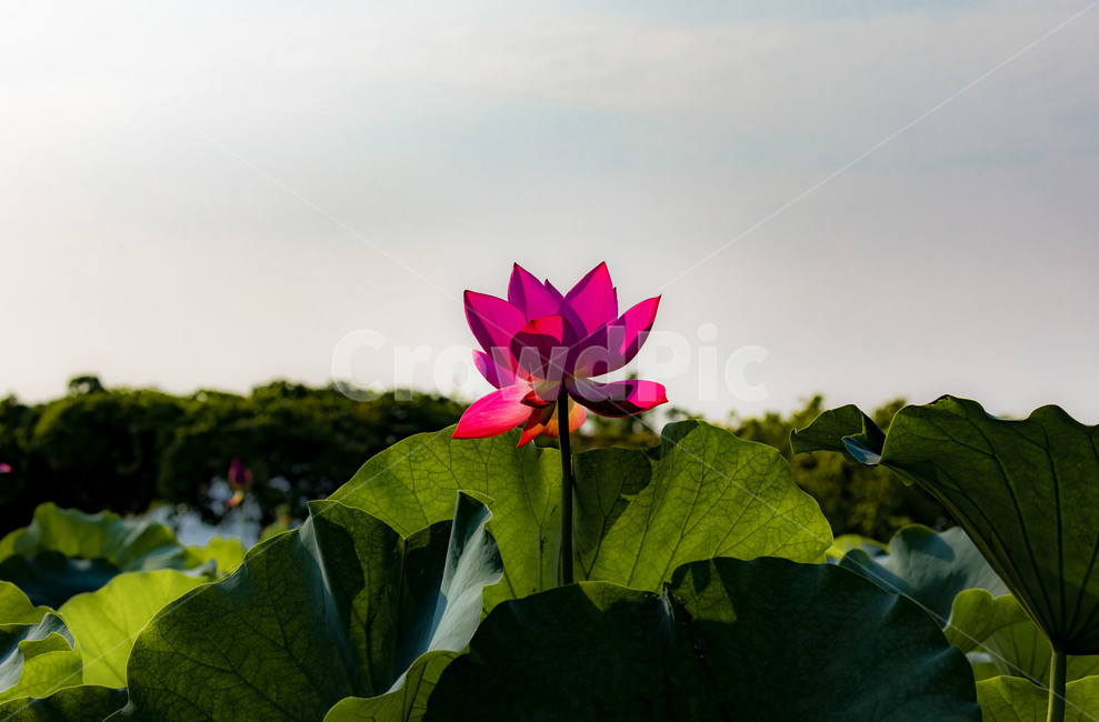 낙화,연,연꽃,꽃,청순,연잎,수상식물,자연,관곡지,청정,순결