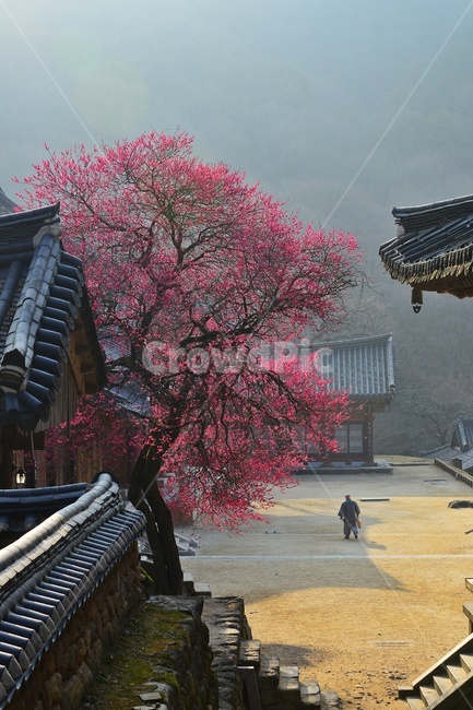 구례,화엄사,구례화엄사,홍매화,흑매화,스님,person,사람,human,인간,building,건물,architecture,건축물,banister,난간,사찰