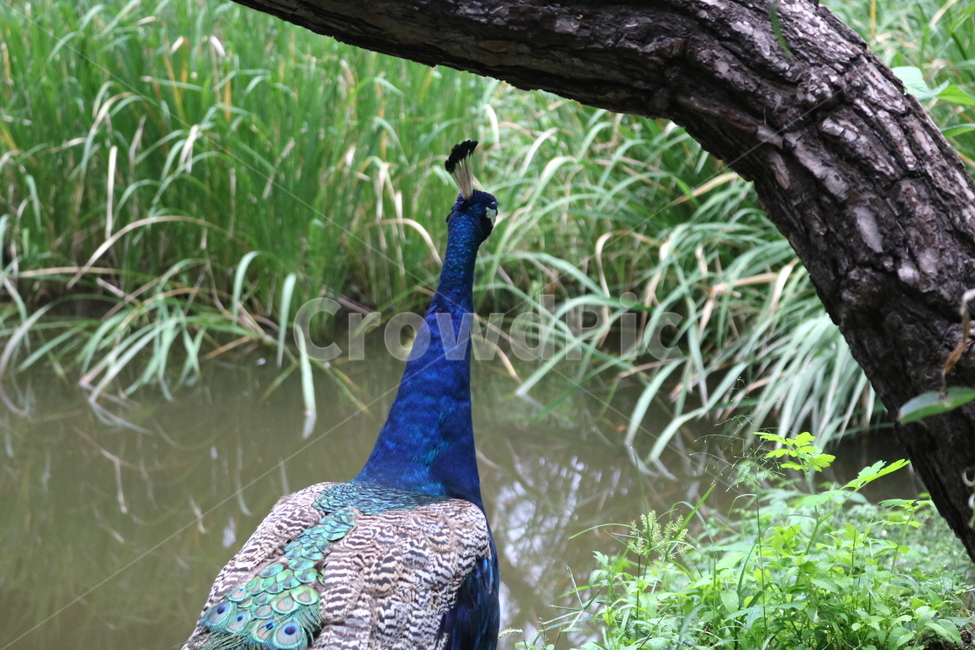 새,조류,공작,공작새,꿩과,동물,동물,animal,조류,새,birds