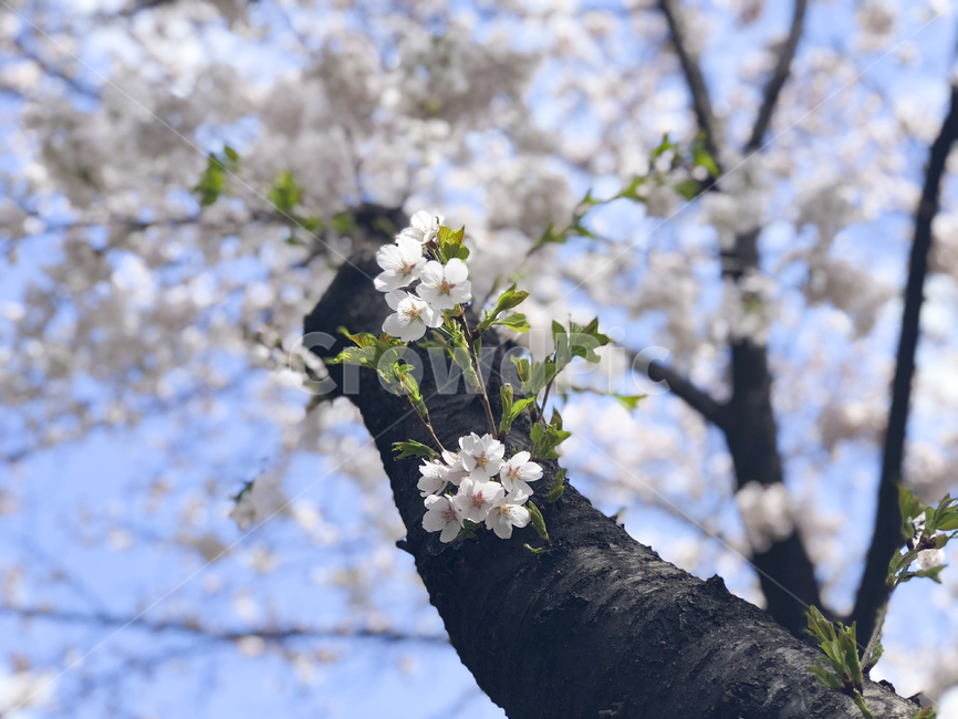 벚꽃,꽃,감성,봄,따뜻함,cherryblossom,flower,식물,자연,spring,나무