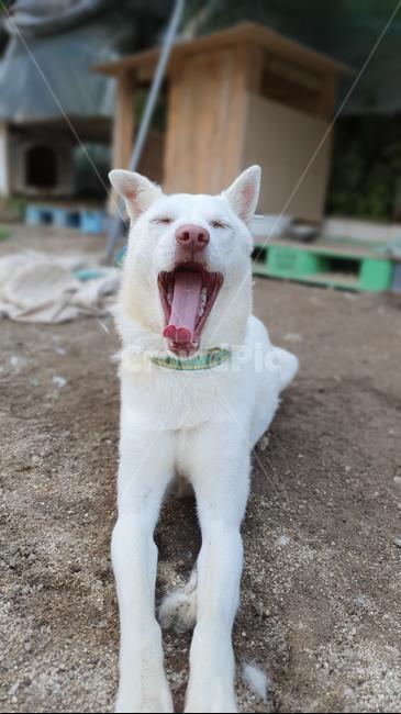 강아지,반려견,반려동물,귀여운,동물,동물,animal,포유류,mammal,개,강아지,dog,doggy