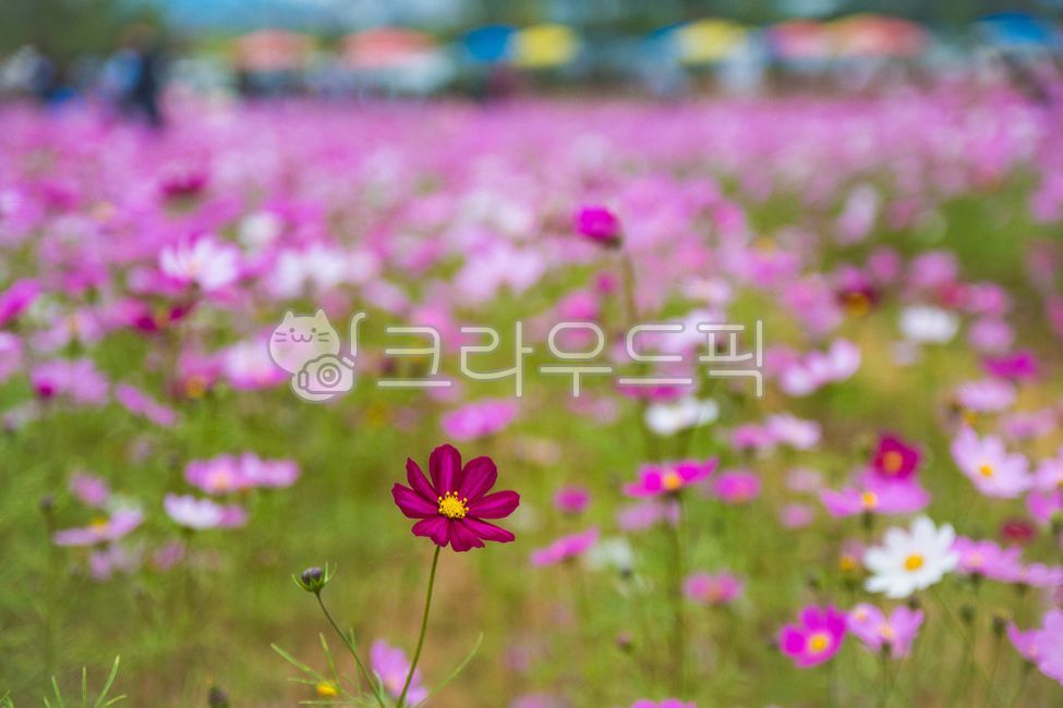 꽃,식물,자연,보라색,아웃포커싱,nature,옥외,목초지,field,들,outdoors,plant,grassland,꽃잎