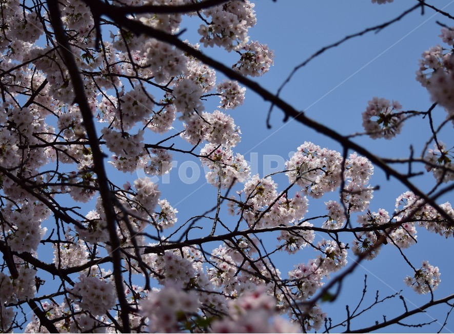 꽃,꽃들,자연,아름다움,장식,벗꽃,붉은색,나무,배경화면,flowers,flower,nature,beautiful,bright,decoration,background,floral,hoya,봄,계절,spring,season,식물,자연,plants,nature,꽃,flower,plant,blossom