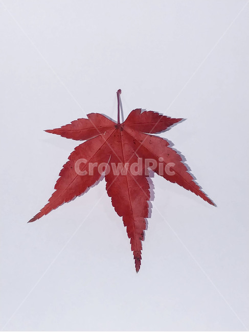 단풍잎,나뭇잎,가을,잎,낙엽,식물,autumn,leaf,leaves,maple,fall,plant,계절,season,가을,계절,fall,autumn,season,식물,자연,plants,nature