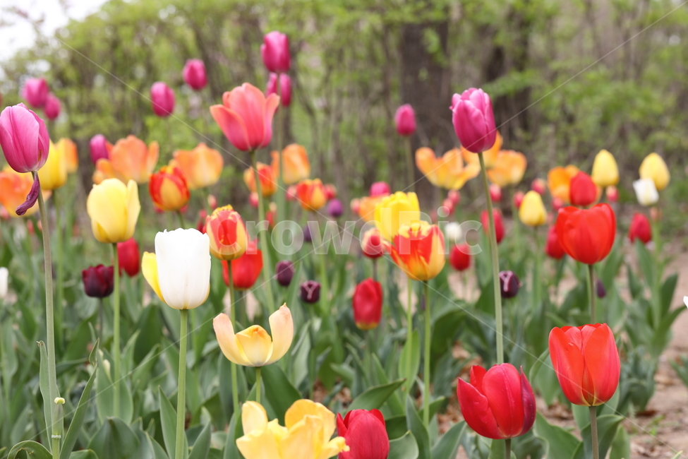 꽃,튤립,꽃밭,봄,계절,색깔,공원,자연,flowers,tulips,spring,season,park,colors,colorful,field,nature,봄,계절,spring,season,식물,자연,plants,nature,꽃,flower,plant,blossom
